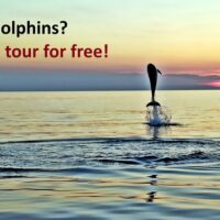 Dolphin & Whale Watching