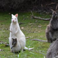 Multi-day & Extended Tours