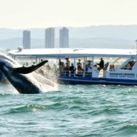 Dolphin & Whale Watching