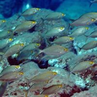 Scuba Diving