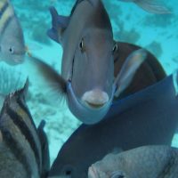 Cruises, Sailing & Water Tours