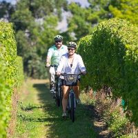 Bike Rentals