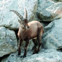 Nature & Wildlife