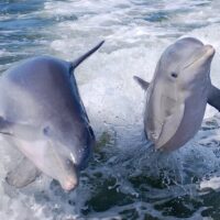 Dolphin & Whale Watching