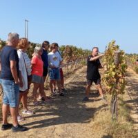 Wine Tasting & Winery Tours