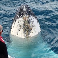 Dolphin & Whale Watching