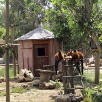 Zoo Tickets & Passes
