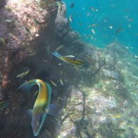 Snorkeling