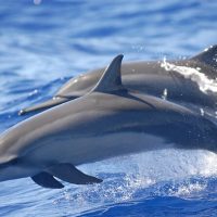 Cruises, Sailing & Water Tours