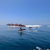 Dolphin & Whale Watching