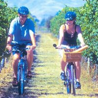 Bike Rentals