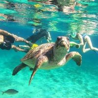 Snorkeling