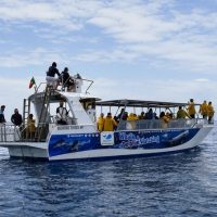 Dolphin & Whale Watching