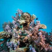 Snorkeling