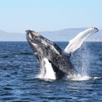 Dolphin & Whale Watching