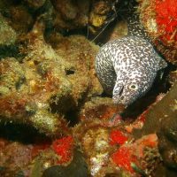 Scuba Diving