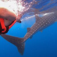 Dolphin & Whale Watching