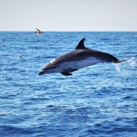 Cruises, Sailing & Water Tours