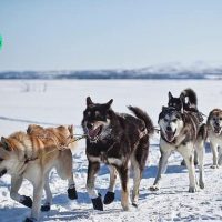 Multi-day Tours
