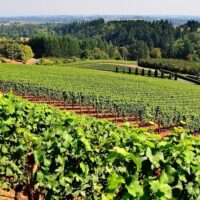 Wine Tasting & Winery Tours