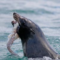 Cruises, Sailing & Water Tours
