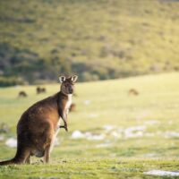 Holiday & Seasonal Tours