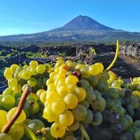 Day Trips & Excursions