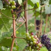 Wine Tasting & Winery Tours