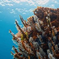 Snorkeling