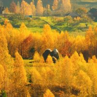 Nature & Wildlife