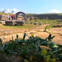 Shore Excursions