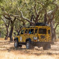 Safaris