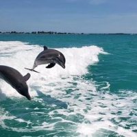 Day Cruises