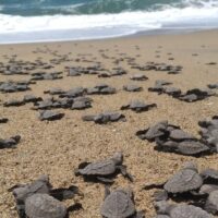Volunteer Tours