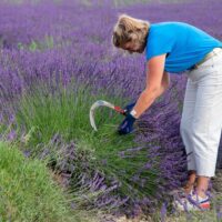 Plantation Tours