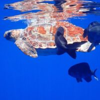 Snorkeling