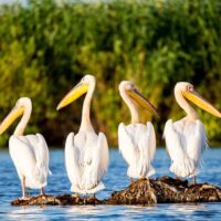 Cruises, Sailing & Water Tours