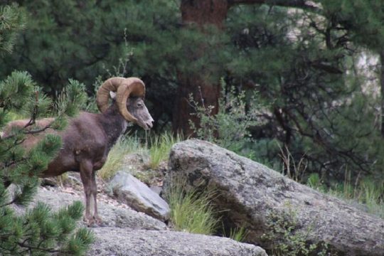 Valentine's Day in Estes Park