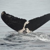 Dolphin & Whale Watching