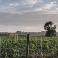 Wine Tasting & Winery Tours