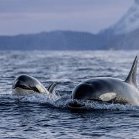 Private Sightseeing Tours