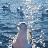 Boat Tours