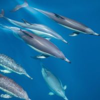 Cruises, Sailing & Water Tours
