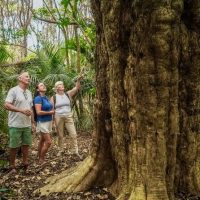 Walking Tours