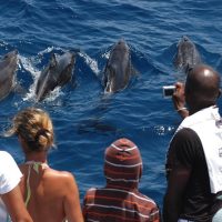Dolphin & Whale Watching