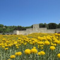 Cultural Tours