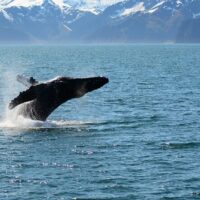 Holiday & Seasonal Tours
