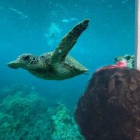 Submarine Tours