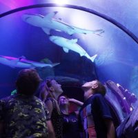 Holiday & Seasonal Tours