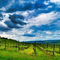 Wine Tasting & Winery Tours